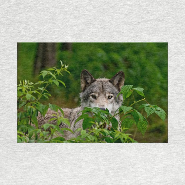 Grey Wolf by jaydee1400